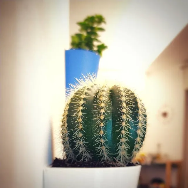 3D printed pots