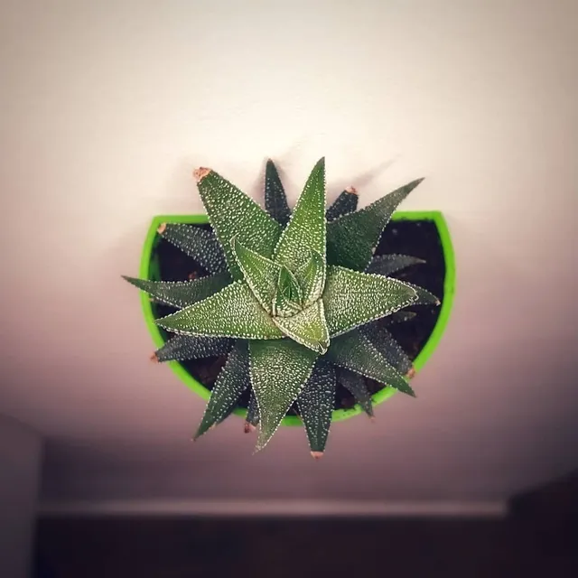 3D printed pots